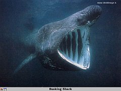 GCSR023-Basking_Shark copia